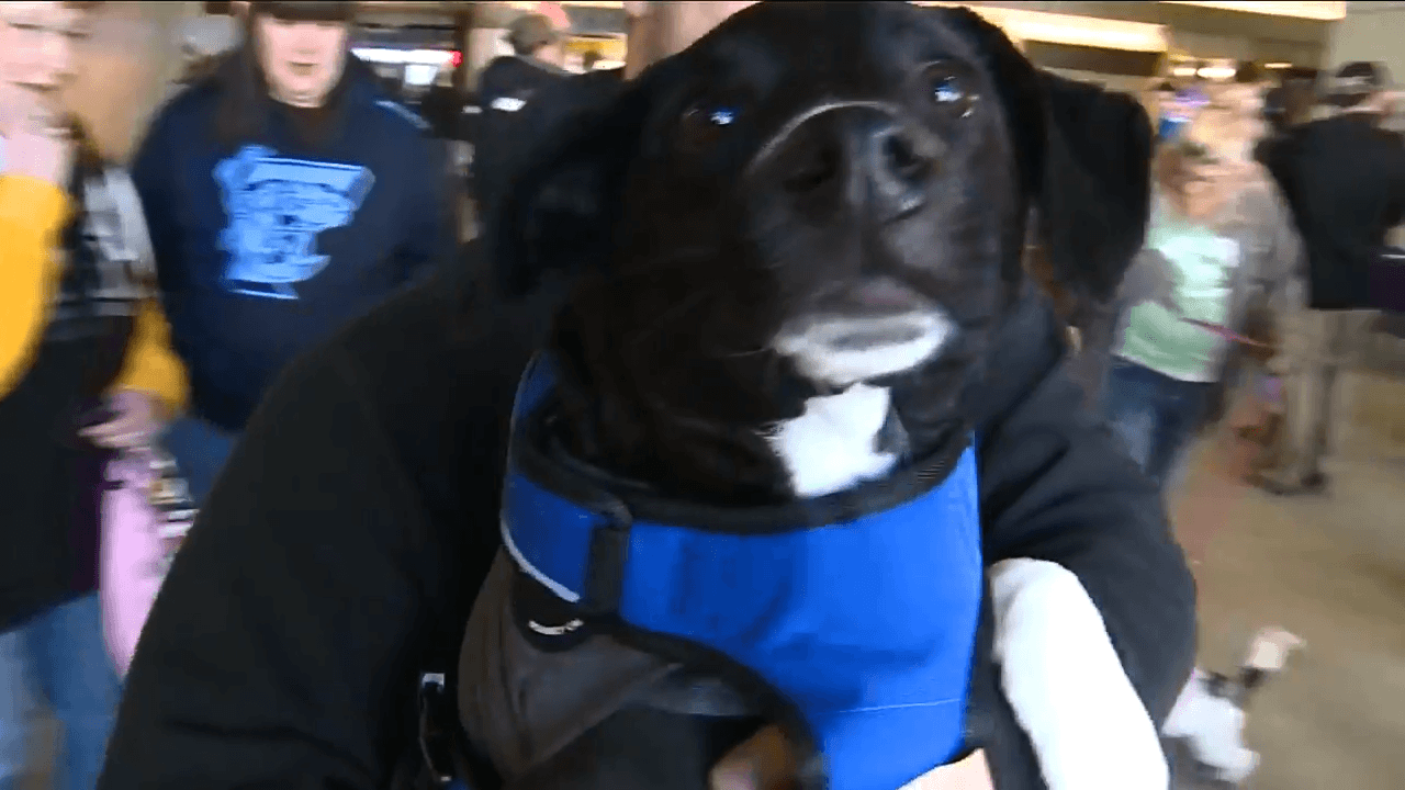 Pups and Pucks at Huntington