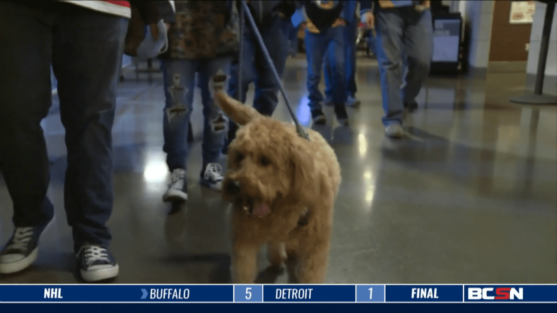 Paws and Pucks Night at the Huntington Center