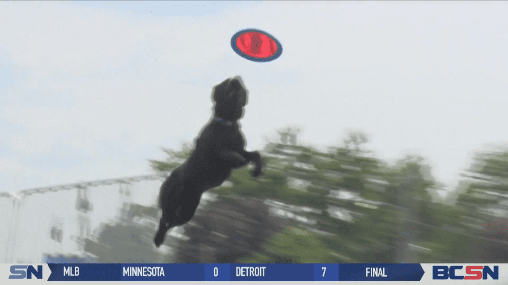 The Sky's the Limit for Ultimate Air Dogs