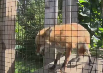 Nature’s Nursery One of 19 Charities to Benefit from Dana Open