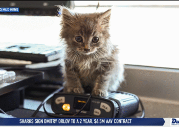 Meet The Mud Hens’ New Furry Friend