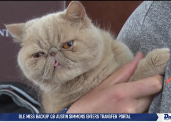 Bowling Green Social Media Gets Boost From Famous Feline