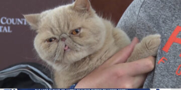 Bowling Green Social Media Gets Boost From Famous Feline